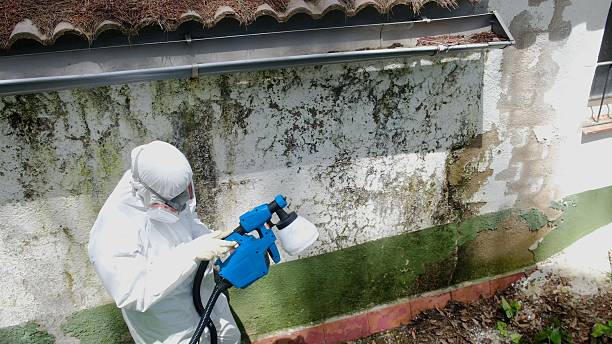 Top rated local Mold Remediation specialists in Winter Beach, FL